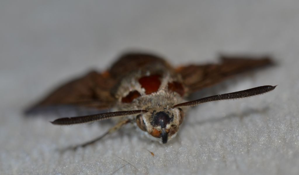 Da identificare - Macroglossum stellatarum